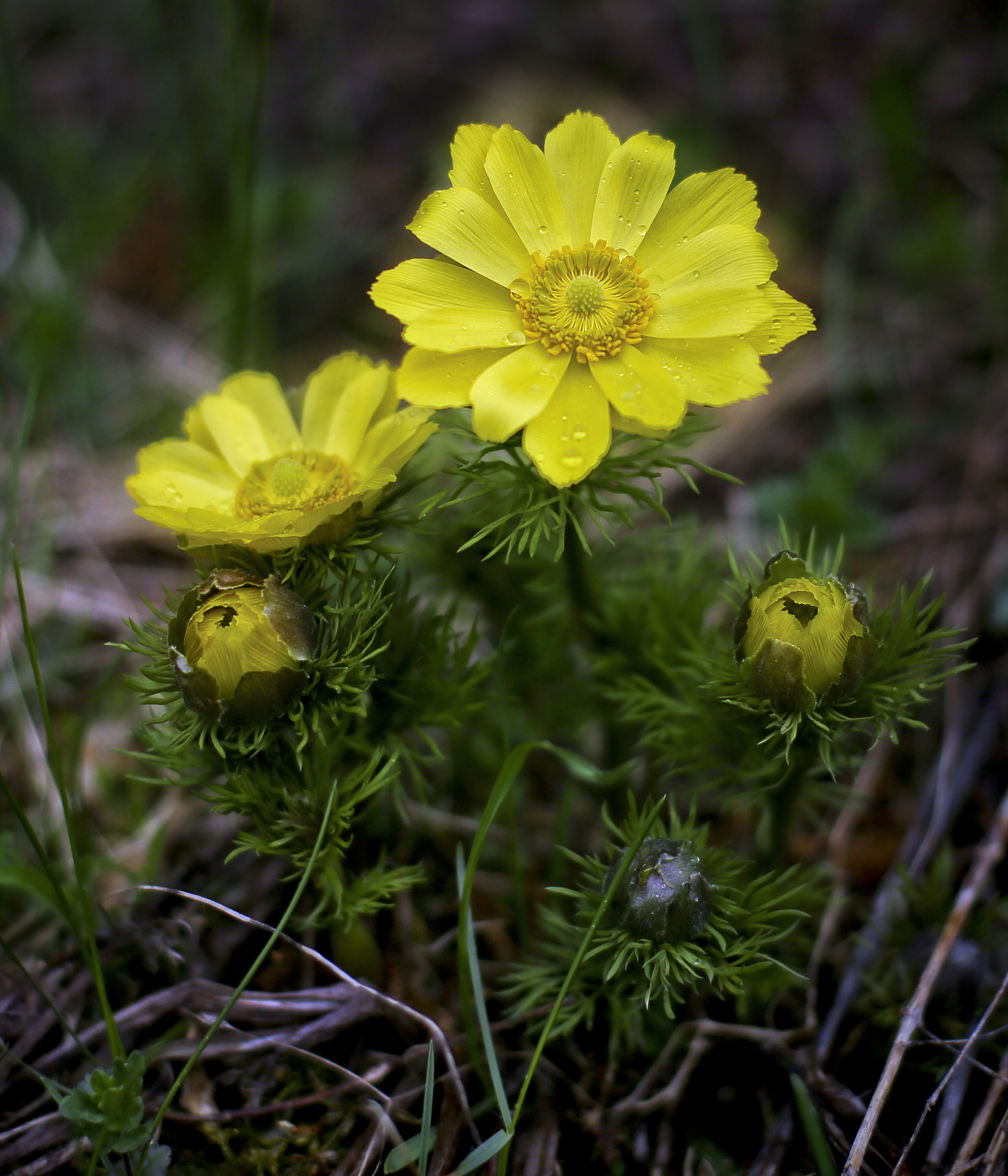 Адонис. Адонис весенний горицвет. Адонис Стародубка. Горицвет весенний (Adonis vernalis). Стародубка адонис весенний.